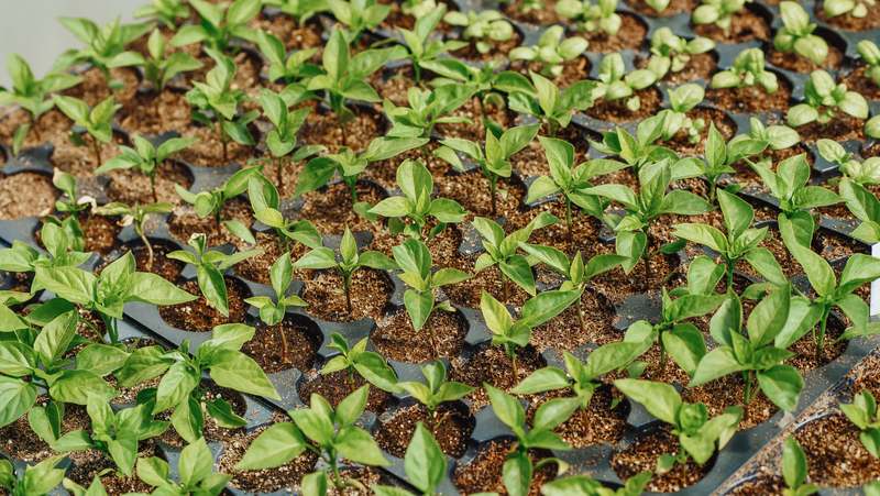 Homepage for Home Improvement Gardening & Outdoor Decor plant labels